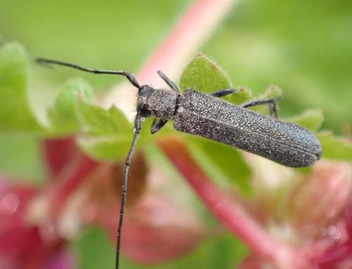 Stenostola dubia